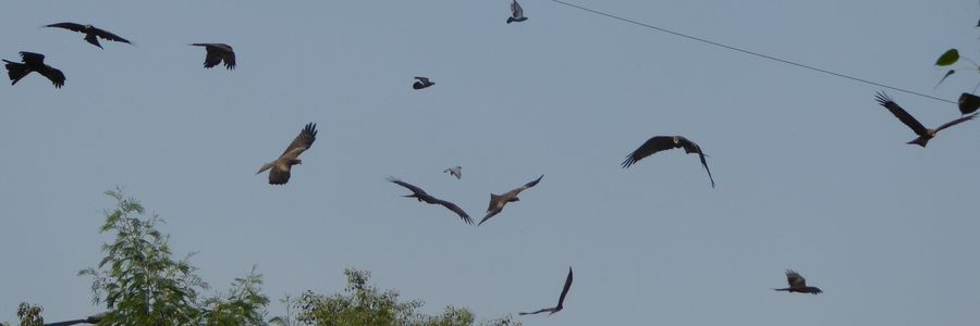 Delhi - Schwarzmilane dominieren den Luftraum